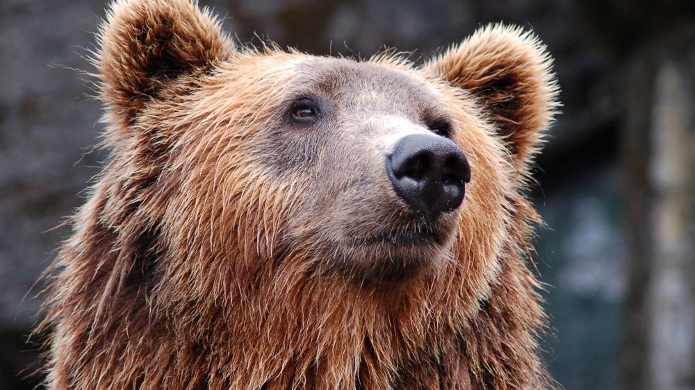 Le gouvernement réautorise les tirs pour repousser les ours