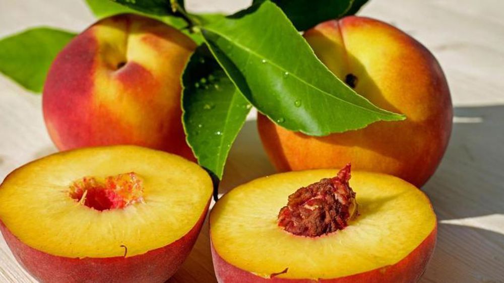 Une production de pêches proche de son niveau moyen