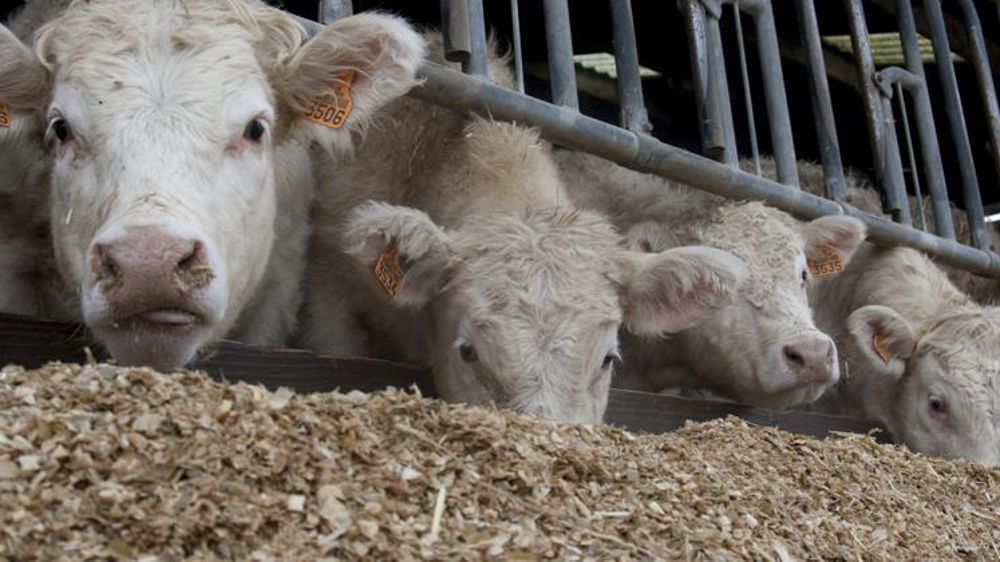 La hausse des prix s’essouffle en jeunes bovins 