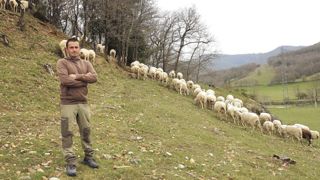 Des brebis conduites de façon simple et économe Des brebis conduites de façon simple et économe