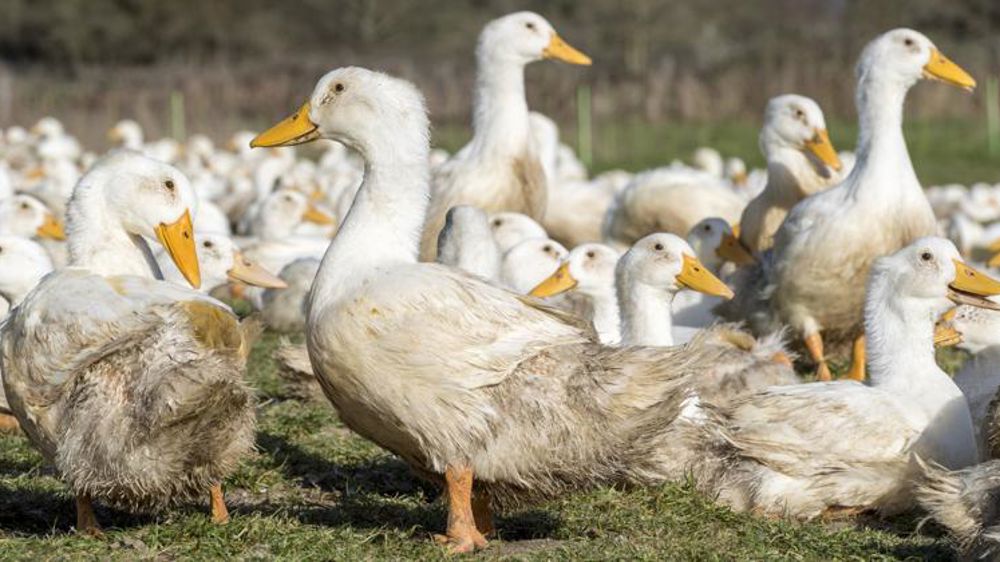 Abaissement partiel du niveau de risque lié à la grippe aviaire