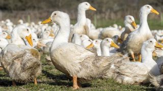 Abaissement partiel du niveau de risque lié à la grippe aviaire Abaissement partiel du niveau de risque lié à la grippe aviaire