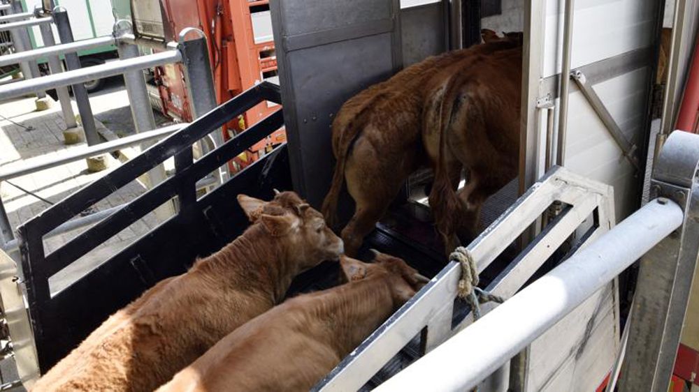 En mars, les envois de broutards restent moins dynamiques qu’en 2021