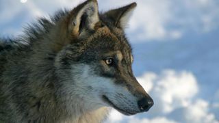 La bataille des chiffres autour du loup se poursuit La bataille des chiffres autour du loup se poursuit