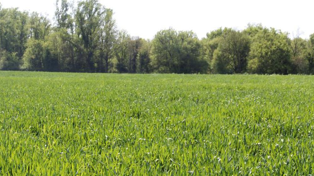 L’épiaison du blé tendre a commencé