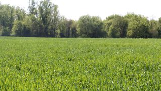 L’épiaison du blé tendre a commencé L’épiaison du blé tendre a commencé