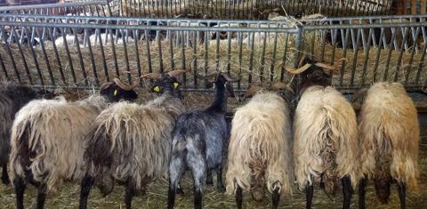 Les races choisies (pyrénéenne croisée rove pour les chèvres en photo) sont peu productives mais rustiques, avec de bonnes qualités fromagères. © Berengère Lafeuille