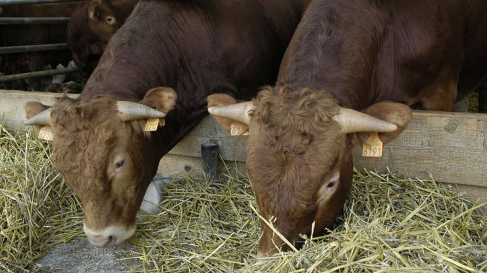 Greenpeace s’attaque aux utilisations non humaines des céréales