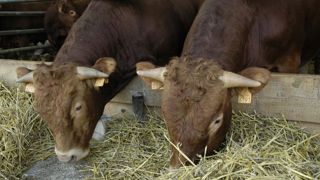 Greenpeace s’attaque aux utilisations non humaines des céréales Greenpeace s’attaque aux utilisations non humaines des céréales