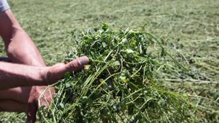 Les montants des aides couplées végétales revus à la baisse Les montants des aides couplées végétales revus à la baisse
