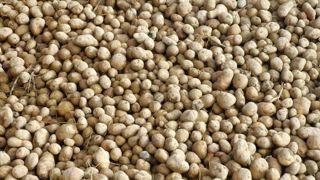 Les prix vont à contre-sens des coûts de production des pommes de terre Les prix vont à contre-sens des coûts de production des pommes de terre