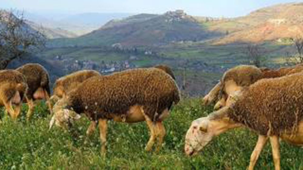 Pas de salon, mais toujours des agriculteurs