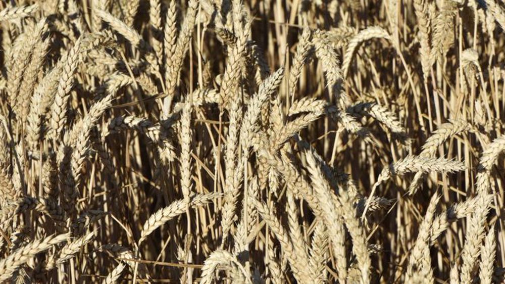 Baisse des exportations de céréales vers l’Union européenne