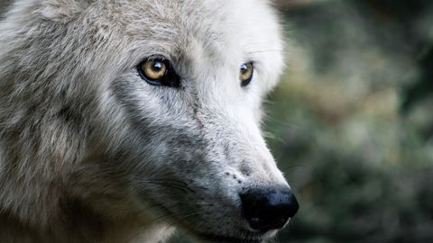 Six Français sur dix préfèrent les brebis aux loups Six Français sur dix préfèrent les brebis aux loups
