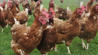Un foyer de grippe aviaire est repéré en Alsace Un foyer de grippe aviaire est repéré en Alsace