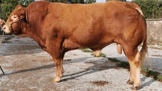 Némo sacré « taureau le plus sexy » de 2021 Némo sacré « taureau le plus sexy » de 2021