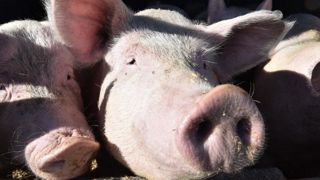 Le Gouessant mobilise 2 millions d’euros pour ses éleveurs de porcs Le Gouessant mobilise 2 millions d’euros pour ses éleveurs de porcs