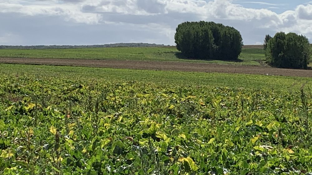 Quatre organisations déposent un nouveau recours contre les néonicotinoïdes