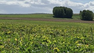 Quatre organisations déposent un nouveau recours contre les néonicotinoïdes Quatre organisations déposent un nouveau recours contre les néonicotinoïdes