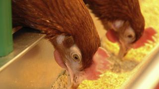La production d’œufs poursuit sa hausse La production d’œufs poursuit sa hausse