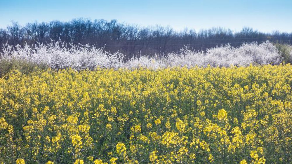 France Grandes Cultures donne ses positions pour la Pac