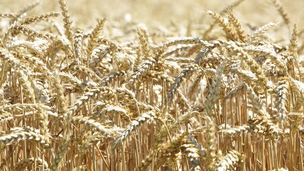 FranceAgriMer parie sur une production de blé en hausse