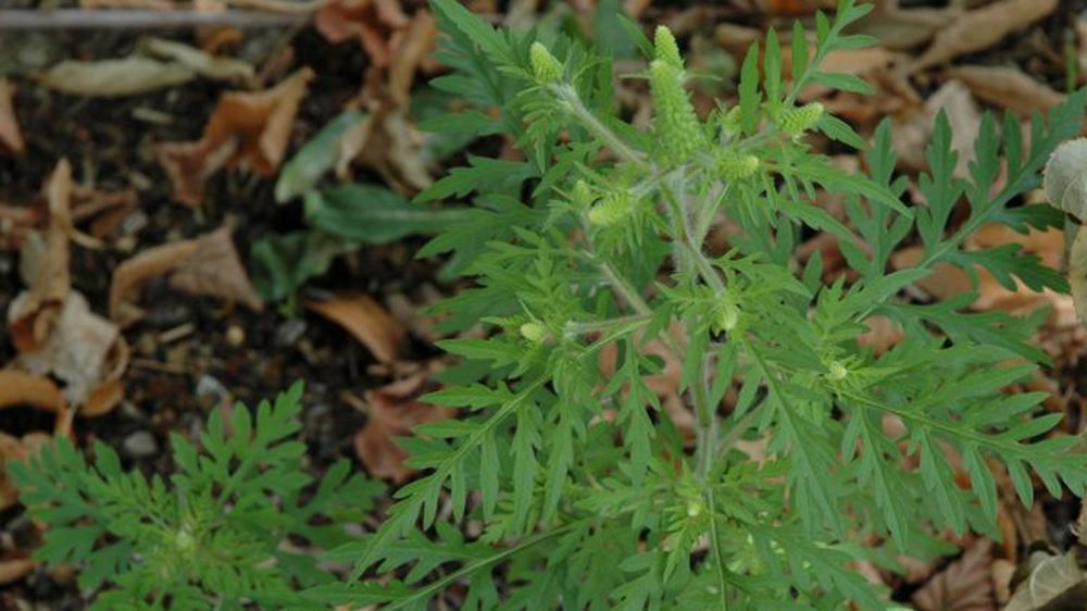 Deux associations veulent renforcer la lutte contre l’ambroisie