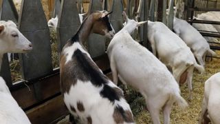 La hausse du prix du lait de chèvre ne suffit pas à la Fnec La hausse du prix du lait de chèvre ne suffit pas à la Fnec