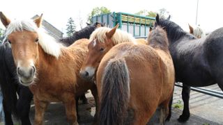 La Confédération paysanne juge absurde d’exporter des chevaux vers le Japon La Confédération paysanne juge absurde d’exporter des chevaux vers le Japon