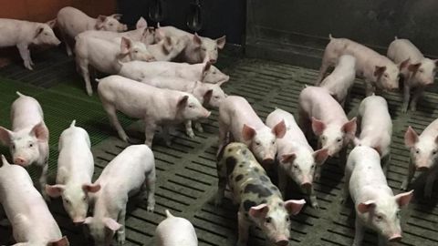 De l’huile d’insectes pour l’alimentation des porcs De l’huile d’insectes pour l’alimentation des porcs