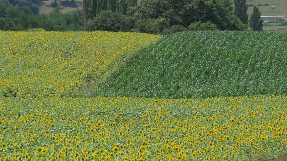 Les surfaces de maïs, tournesol et soja reculent