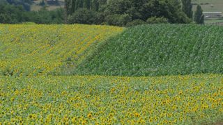 Les surfaces de maïs, tournesol et soja reculent Les surfaces de maïs, tournesol et soja reculent
