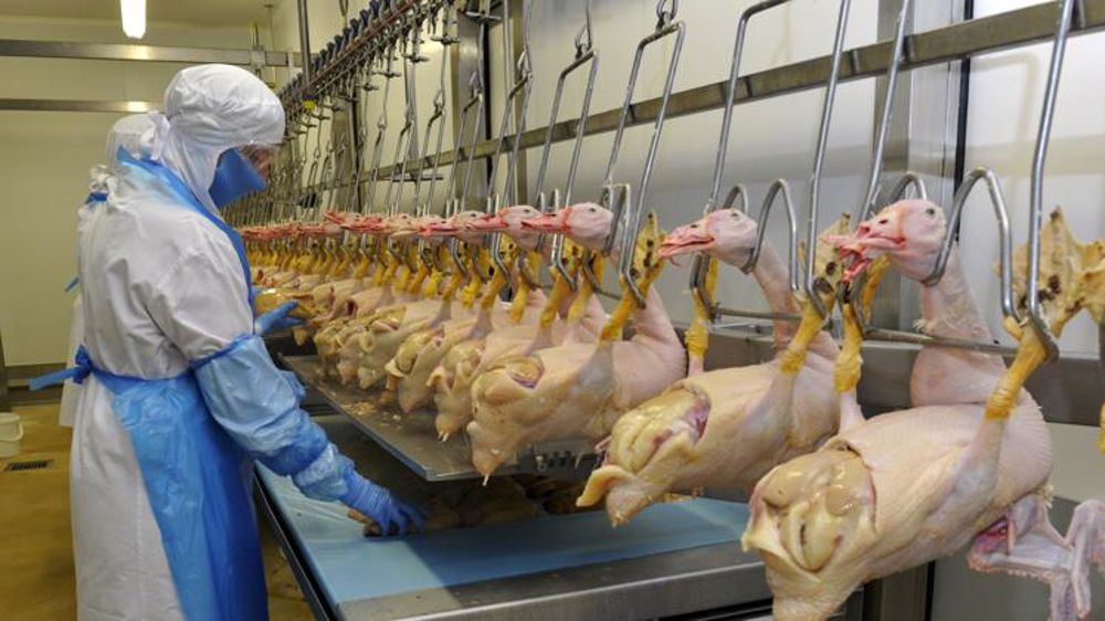 La grippe aviaire plombe toujours les abattages