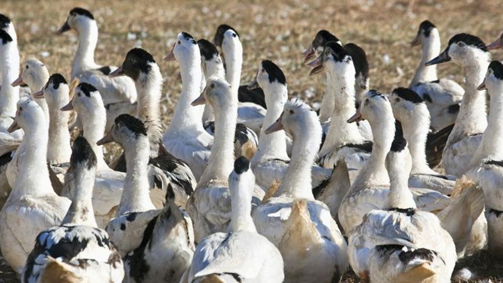 40 millions d’euros pour les éleveurs touchés par la grippe aviaire