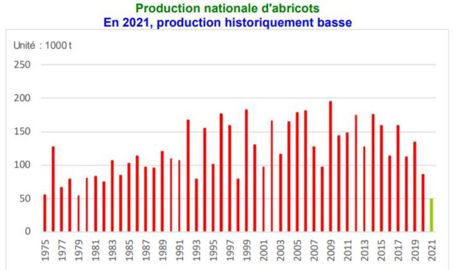 La production nationale d’abricots française est historiquement basse en 2021 en raison des vagues de gel su mois d’avril. © Agreste