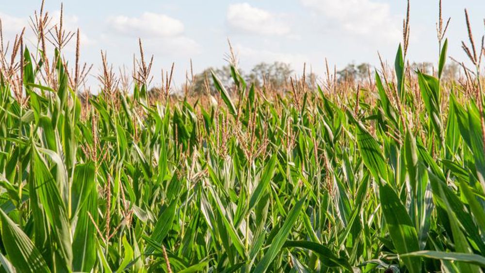 Les cours du maïs gonflent tous azimuts