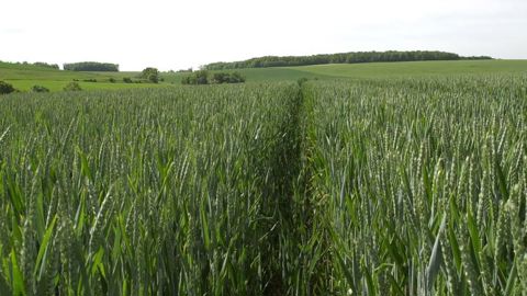 Les céréales prennent du retard Les céréales prennent du retard
