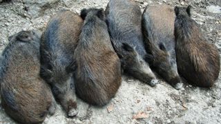 La « zone blanche » contre la peste porcine africaine est levée La « zone blanche » contre la peste porcine africaine est levée