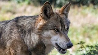 Un loup identifié en Vendée Un loup identifié en Vendée