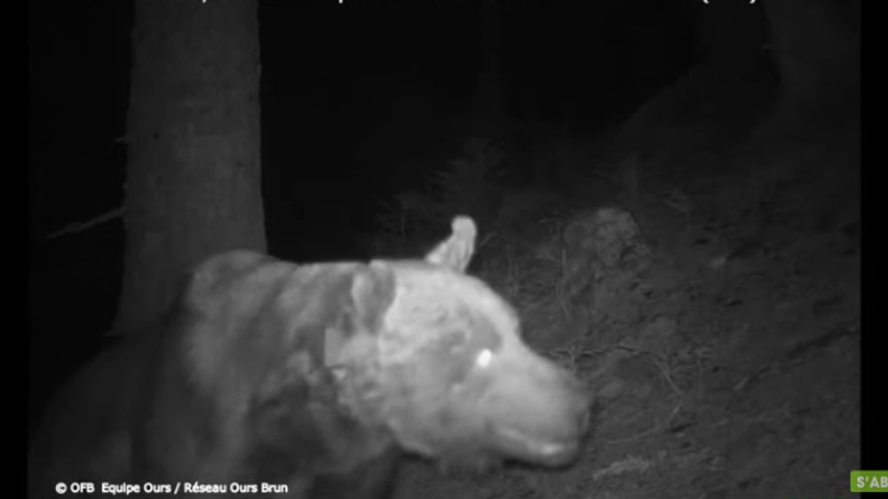L’ours Goiat sera bientôt sous surveillance étroite