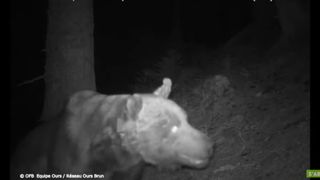 L’ours Goiat sera bientôt sous surveillance étroite L’ours Goiat sera bientôt sous surveillance étroite