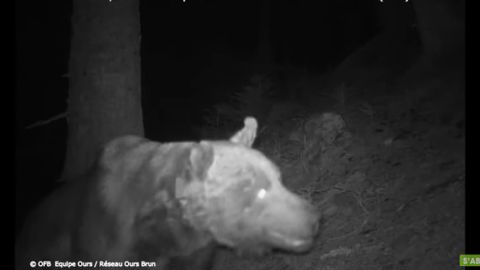 L’ours Goiat sera bientôt sous surveillance étroite L’ours Goiat sera bientôt sous surveillance étroite