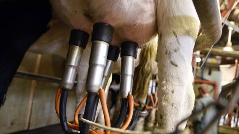 La hausse du prix du lait de vache se fait attendre La hausse du prix du lait de vache se fait attendre