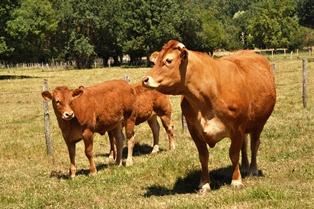 Fnb filière bovin viande allaitant