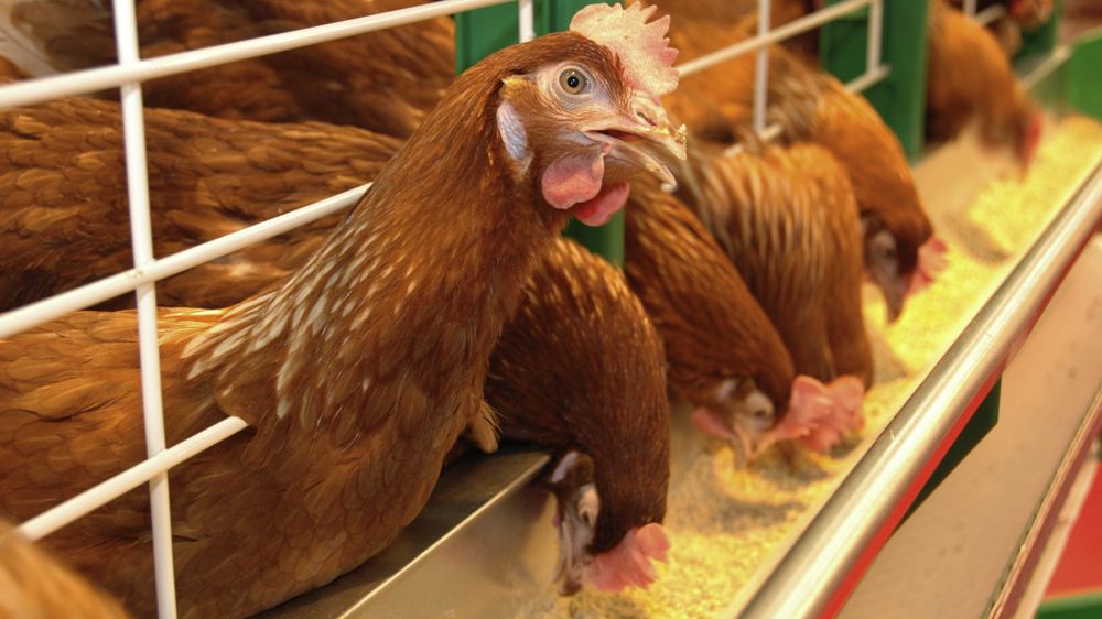 Au Parlement européen, débat sur la fin de l’élevage en cage