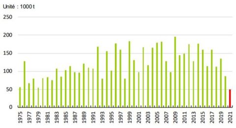 La production d’abricots sur la campagne de 2021 est au plus bas depuis au moins 46 ans. © Agreste