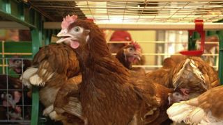 Le Parlement européen appelle à la fin de l’élevage en cage Le Parlement européen appelle à la fin de l’élevage en cage