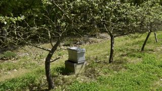Crispations autour de l’arrêté « abeilles » Crispations autour de l’arrêté « abeilles »