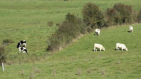 Que deviendront les aides aux bovins allaitants et laitiers ? Que deviendront les aides aux bovins allaitants et laitiers ?
