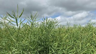Le potentiel de rendement des céréales et du colza revu à la hausse Le potentiel de rendement des céréales et du colza revu à la hausse